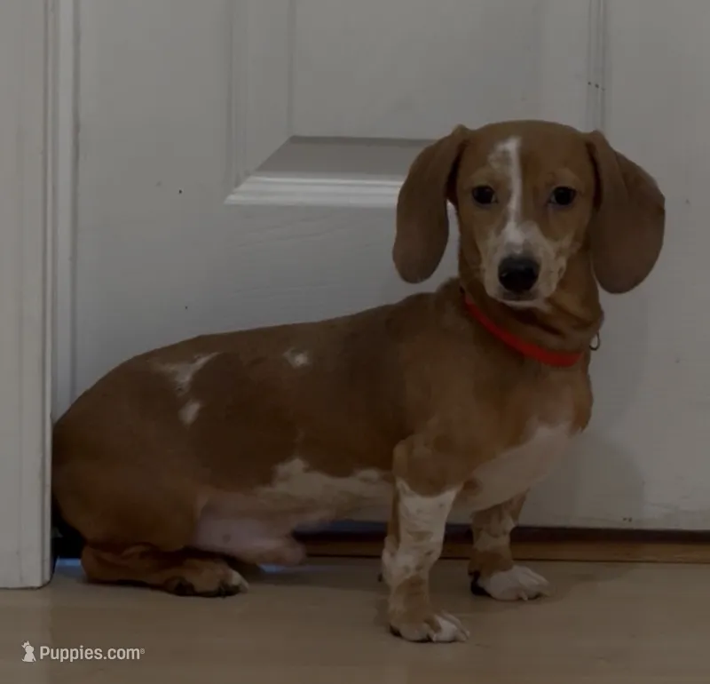 Spot – Miniature Dachshund puppy for sale in Stockton, CA