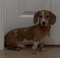Spot, a male Miniature Dachshund for sale in Stockton, CA – 1 of 5