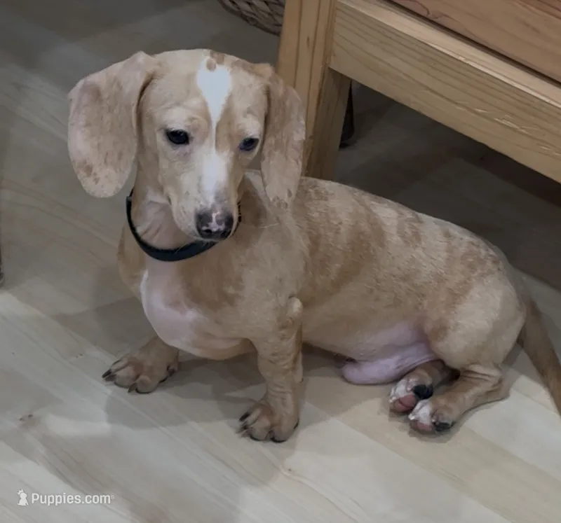 Ivan – Miniature Dachshund puppy for sale in Stockton, CA