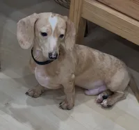 Ivan, a male Miniature Dachshund for sale in Stockton, CA – 1 of 8