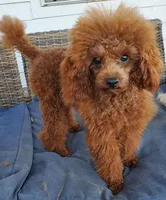 AKC Copper dark red, a male Poodle - Toy  for sale in San Antonio, TX – 9 of 9