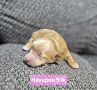 Calico, a female Havapoo for sale in San Antonio, TX – 1 of 4