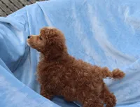 Blaze AKC red/white, a male Poodle - Miniature  for sale in San Antonio, TX – 2 of 8