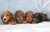 Bubbles AKC brown merle, a male Poodle - Miniature  for sale in San Antonio, TX – 3 of 6