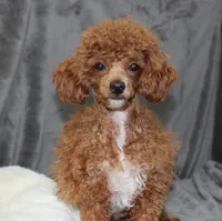 AKC Rusty, a male Poodle - Toy  for sale in San Antonio, TX – 3 of 4