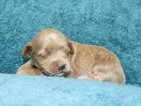Toy Silk, a female Havapoo for sale in San Antonio, TX – 2 of 6