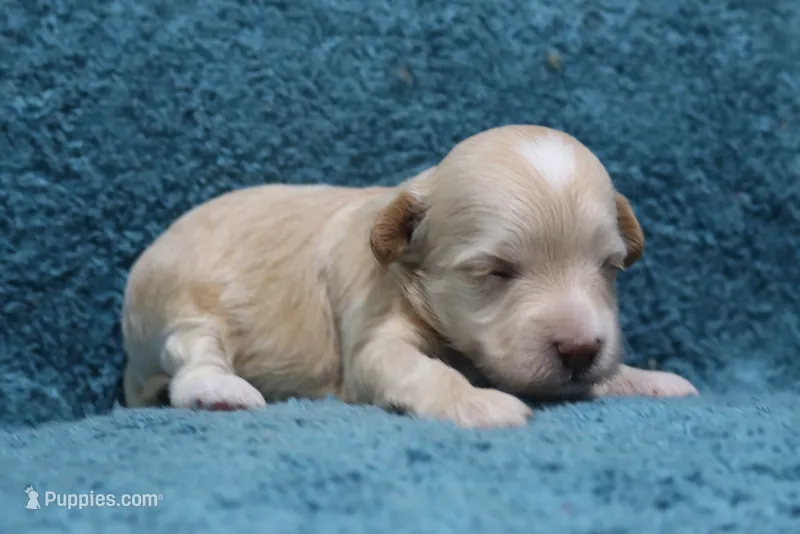 Calico – Havapoo puppy for sale in San Antonio, TX