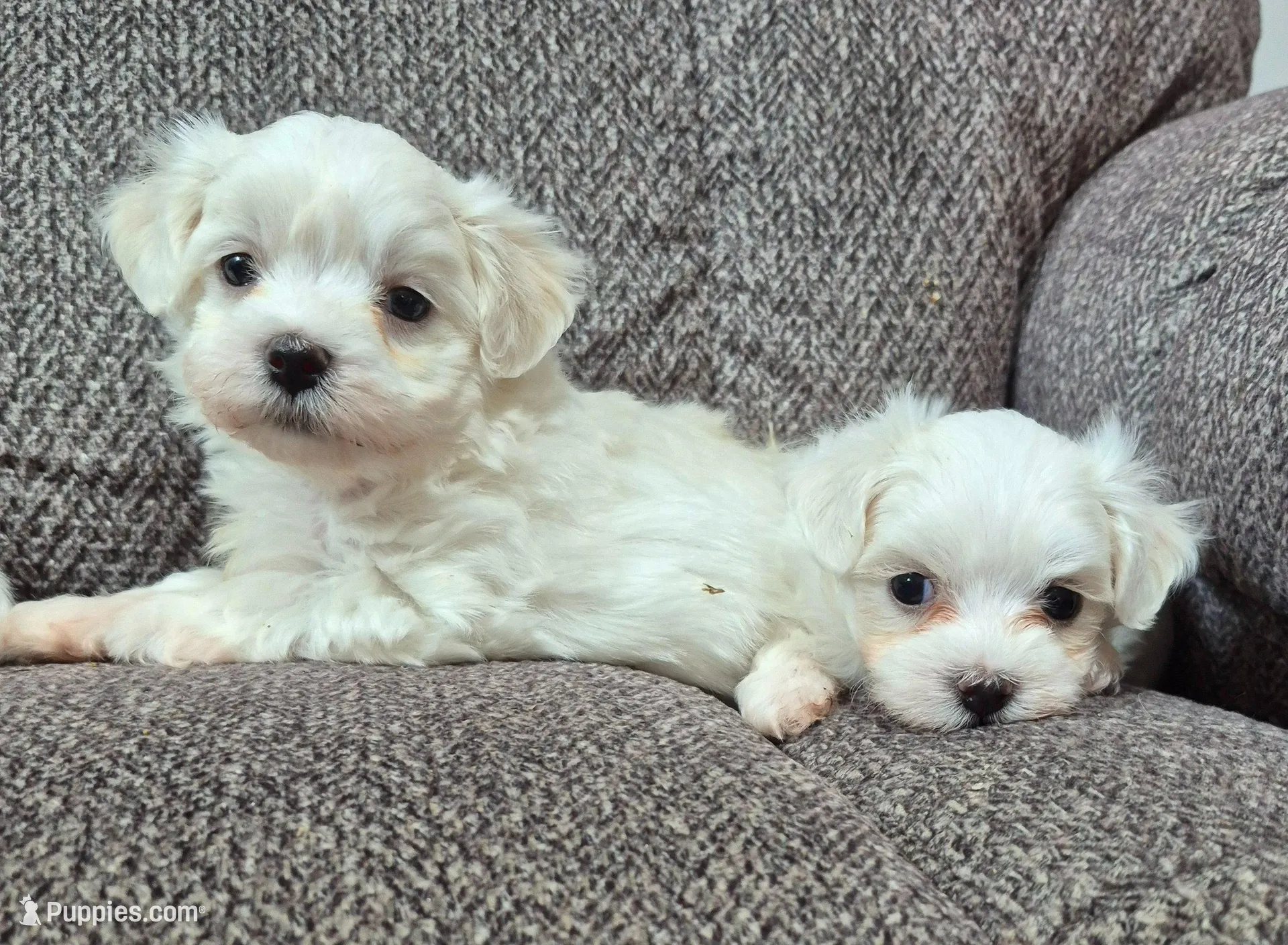 Chico (AKC), a male Maltese for sale in San Antonio, TX – Photo 3 of 6