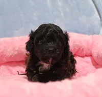 Tiny Satin, a female Havanese and Poodle - Toy  for sale in San Antonio, TX – 2 of 6