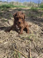 AKC Copper dark red, a male Poodle - Toy  for sale in San Antonio, TX – 4 of 9