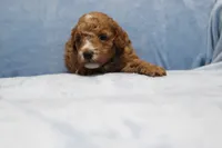 Blaze AKC, a male Poodle - Miniature  for sale in San Antonio, TX – 4 of 6