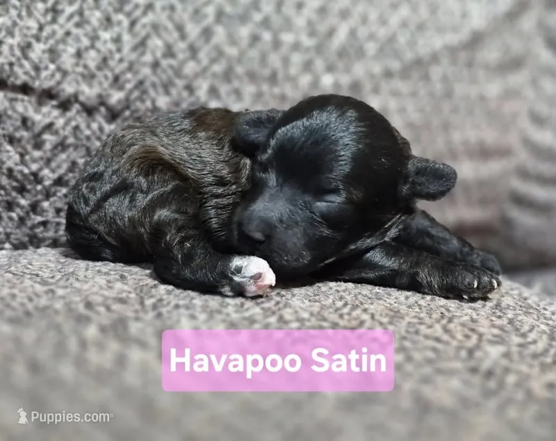 Satin – Havapoo puppy for sale in San Antonio, TX