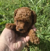 AKC Copper dark red, a male Poodle - Toy  for sale in San Antonio, TX – 3 of 9