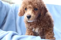 Blaze AKC red/white, a male Poodle - Miniature  for sale in San Antonio, TX – 3 of 8