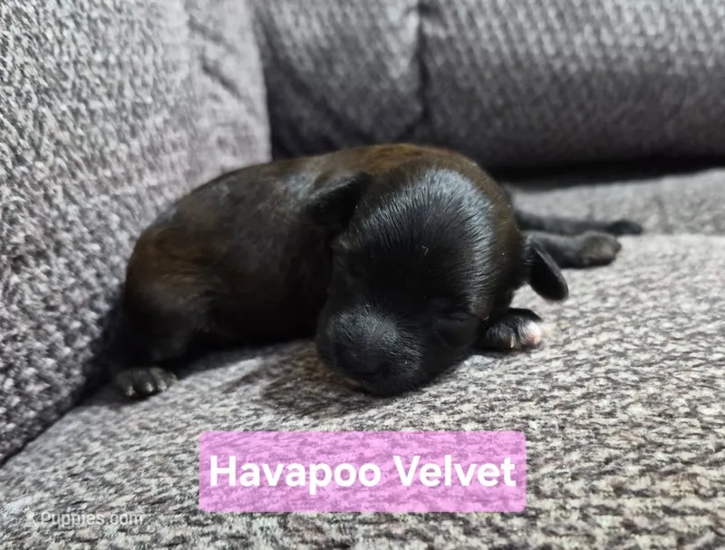 Velvet – Havapoo puppy for sale in San Antonio, TX
