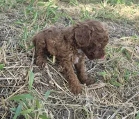 AKC Copper dark red, a male Poodle - Toy  for sale in San Antonio, TX – 5 of 9