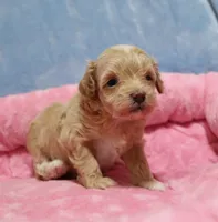 Toy Calico, a female Havapoo for sale in San Antonio, TX – 5 of 7