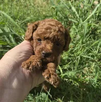 AKC Copper dark red, a male Poodle - Toy  for sale in San Antonio, TX – 1 of 9