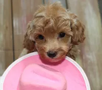 Toy havapoo Lace, a female Havanese and Poodle - Toy  for sale in San Antonio, TX – 4 of 7
