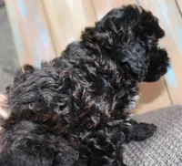 Toy havapoo Satin, a female Havanese and Poodle - Toy  for sale in San Antonio, TX – 4 of 7
