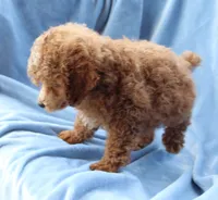 Blaze AKC red/white, a male Poodle - Miniature  for sale in San Antonio, TX – 4 of 8