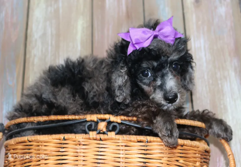 Beauty AKC merle – Poodle - Miniature  puppy for sale in San Antonio, TX