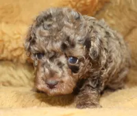 Bubbles AKC brown merle, a male Poodle - Toy  for sale in San Antonio, TX – 4 of 10