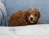 Blaze AKC, a male Poodle - Miniature  for sale in San Antonio, TX – 2 of 6