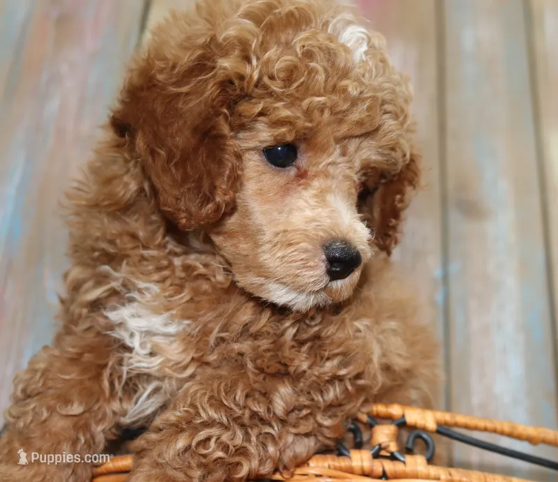 Blaze AKC red/white – Poodle - Miniature  puppy for sale in San Antonio, TX