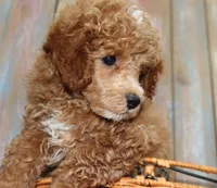 Blaze AKC reduced!, a male Poodle - Miniature  for sale in San Antonio, TX – 2 of 7