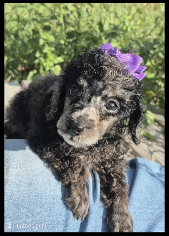 Beauty AKC merle – Poodle - Miniature  puppy for sale in San Antonio, TX