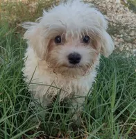 AKC Fluffy (White fluffy thang), a male Maltese for sale in San Antonio, TX – 1 of 5