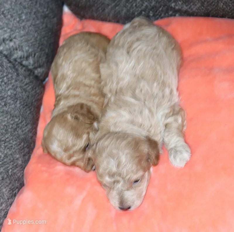 Spiderman - AKC tiny toy – Poodle - Toy  puppy for sale in San Antonio, TX