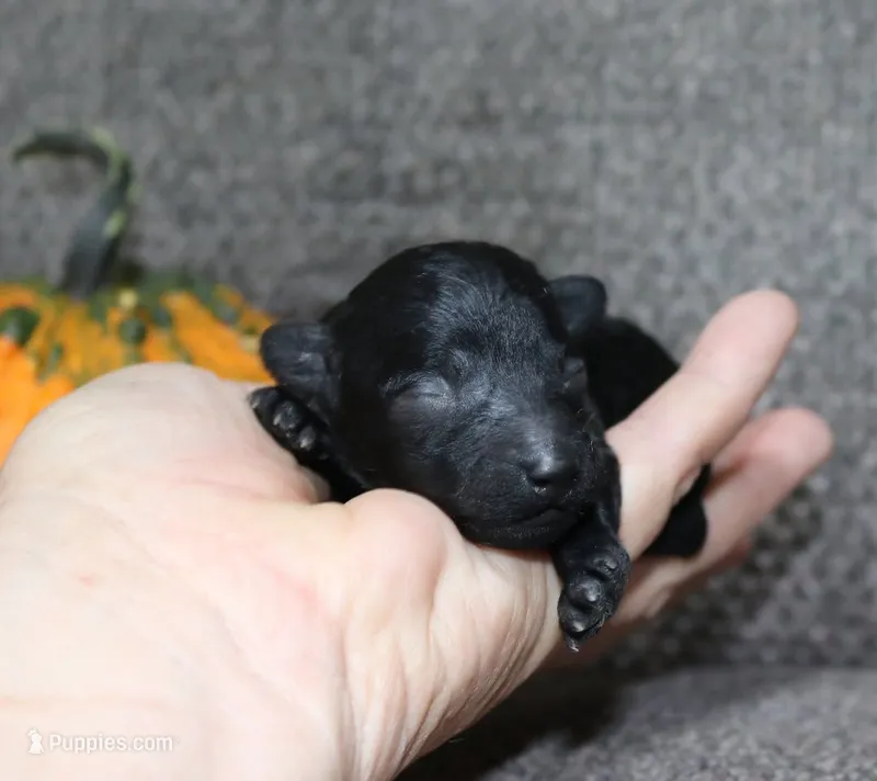 Batman, AKC tiny toy – Poodle - Toy  puppy for sale in San Antonio, TX