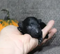 Batman, AKC tiny toy, a male Poodle - Toy  for sale in San Antonio, TX – 1 of 4