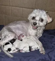 Apricot parti Pippin, a male Maltipoo for sale in San Antonio, TX – 4 of 6