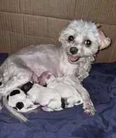 Girl 1, a female Maltipoo for sale in San Antonio, TX – 3 of 6