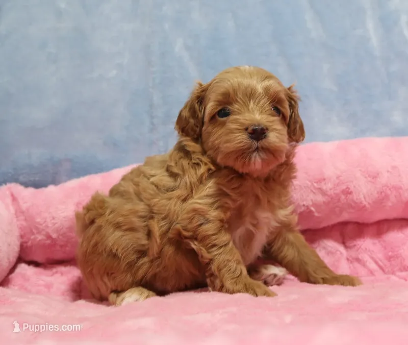 Toy Silk – Havapoo puppy on hold in San Antonio, TX