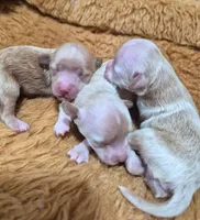Lace, a female Havapoo for sale in San Antonio, TX – 2 of 4
