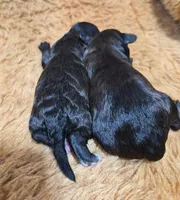 Velvet, a female Havapoo for sale in San Antonio, TX – 2 of 4