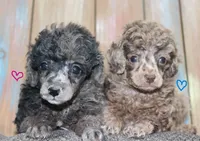 Bubbles AKC brown merle, a male Poodle - Toy  for sale in San Antonio, TX – 3 of 10