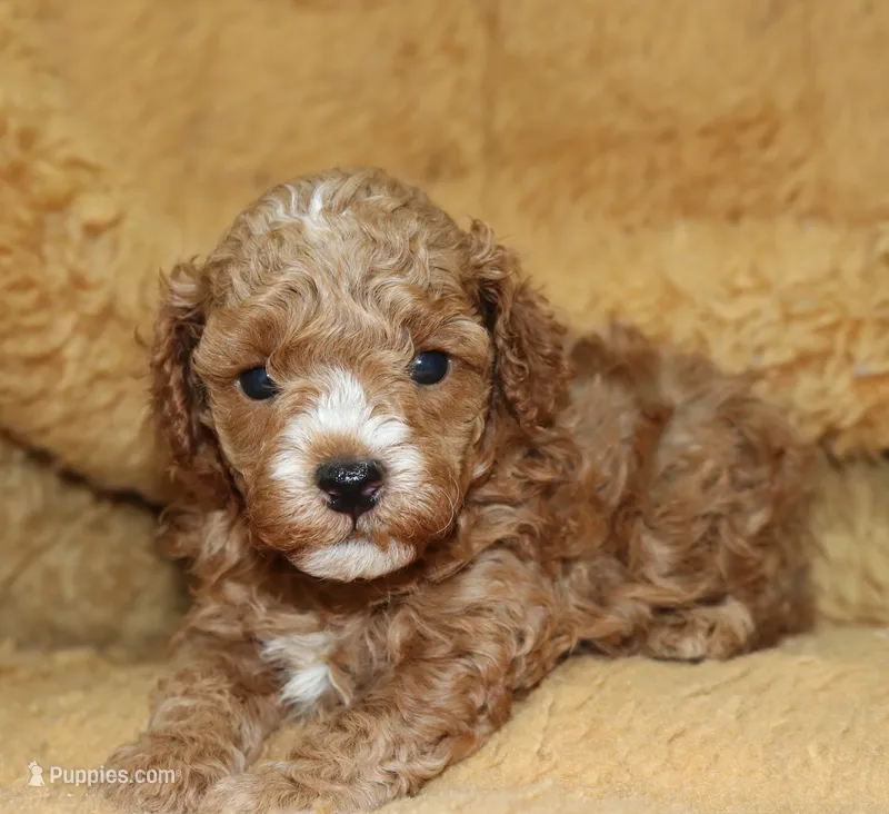 Blaze AKC – Poodle - Miniature  puppy for sale in San Antonio, TX