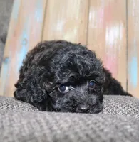 Toy havapoo Satin, a female Havanese and Poodle - Toy  for sale in San Antonio, TX – 3 of 7