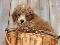 Blaze AKC reduced!, a male Poodle - Miniature  for sale in San Antonio, TX – 3 of 7