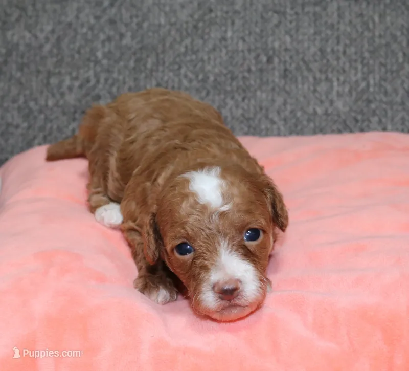 AKC Rusty – Poodle - Toy  puppy for sale in San Antonio, TX