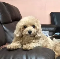 Spiderman - AKC tiny toy, a male Poodle - Toy  for sale in San Antonio, TX – 4 of 4