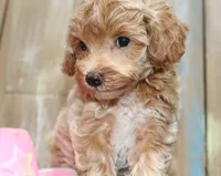 Toy havapoo Lace, a female Havanese and Poodle - Toy  for sale in San Antonio, TX – 3 of 7