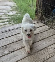 AKC Fluffy (White fluffy thang), a male Maltese for sale in San Antonio, TX – 4 of 5