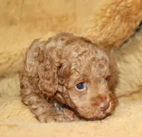 Benny, AKC dark red, a male Poodle - Toy  for sale in San Antonio, TX – 3 of 8