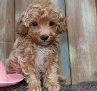 Toy havapoo Lace, a female Havanese and Poodle - Toy  for sale in San Antonio, TX – 1 of 7